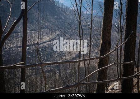 Auswirkungen des Feuers, Flusspark, El Pont de Vilomara, Katalonien, Spanien Stockfoto