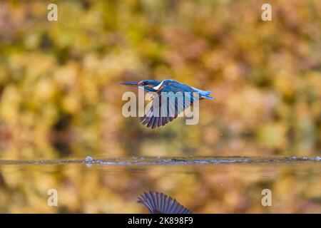 Gewöhnlicher Eisvögel Alcedo atthis, Erwachsene weibliche Fliegerin, Rückkehr vom erfolglosen Tauchgang, Suffolk, England, Oktober Stockfoto