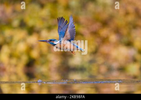 Gewöhnlicher Eisvögel Alcedo atthis, Erwachsene weibliche Fliegerin, Rückkehr vom erfolglosen Tauchgang, Suffolk, England, Oktober Stockfoto