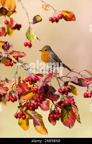 Erithacus rubecula, erwachsener, auf Cotoneaster sitzend, mit Herbstblättern und Beeren, Suffolk, England, Oktober Stockfoto