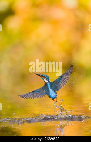 Gewöhnlicher Eisvögel Alcedo atthis, erwachsenes Weibchen, das von einem erfolglosen Tauchgang zurückkehrt, Suffolk, England, Oktober Stockfoto