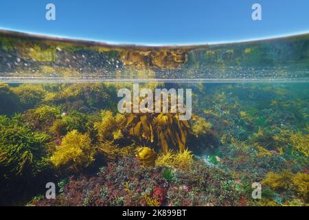 Algen unter Wasser im Ozean und blauer Himmel, Split-Level-Ansicht über und unter der Wasseroberfläche, Atlantischer Ozean, Spanien Stockfoto