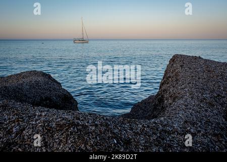 Ansammlung von toten Posidonia in Cala Millor Strand, außen, im Freien, Balearen, Spanien Stockfoto