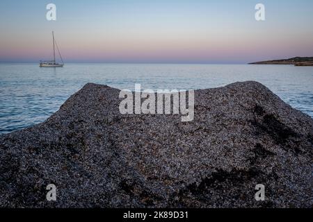 Ansammlung von toten Posidonia in Cala Millor Strand, außen, im Freien, Balearen, Spanien Stockfoto