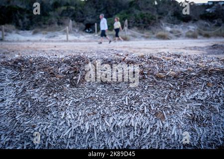 Ansammlung von toten Posidonia in Cala Millor Strand, außen, im Freien, Balearen, Spanien Stockfoto