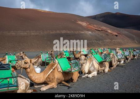 Echadero de Camelos, Kamele warten auf die nächste Fahrt mit Touristen, Nationalpark Timanfaya, Ruta de Los Volcanes, Lanzarote, Spanien Stockfoto