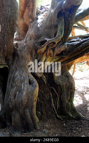 500 JAHRE ALTER EIBENBAUM IN DER ALTEN EIBE FORSET IN KINGLEY VALE, WEST SUSSEX Pic Mike Walker,2011 Mike Walker Pictures,com Stockfoto