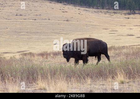 Ein großer Bison geht langsam auf einem Feld im Westen von Montana. Stockfoto