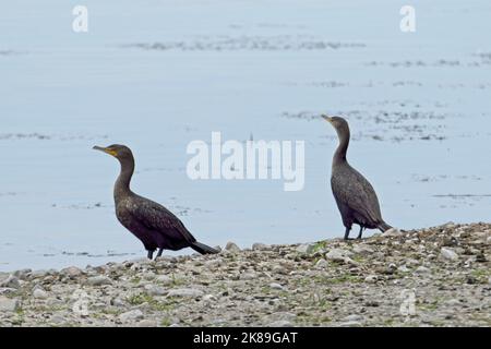 Zwei Kormorane mit doppelter Haubentüte stehen am felsigen Ufer eines Stausees im Westen von Montana. Stockfoto