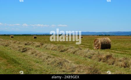 Heuballen aus gemähtem getrocknetem Gras, die zusammen mit Heuschaufeln zu Rollen gepresst werden, befinden sich auf dem Land in Siebenbürgen, Rumänien Stockfoto