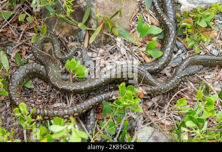 Teppichpython-Schlangen paaren sich in Urunga, New South Wales, Australien. Stockfoto