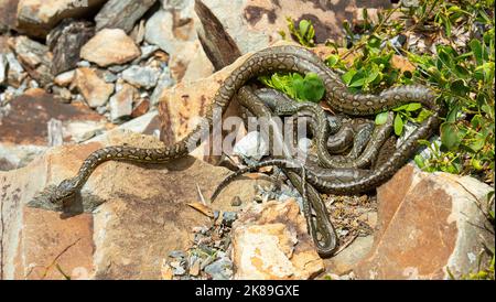 Teppichpython-Schlangen paaren sich in Urunga, New South Wales, Australien. Stockfoto
