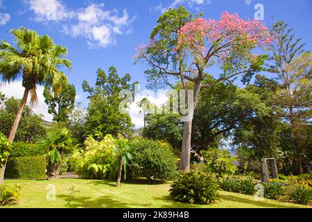 Portugal, Madeira, Funchal, Quinta das Cruzes, Garten, Stockfoto