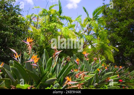 Portugal, Madeira, Funchal, Quinta das Cruzes, Garten, Stockfoto