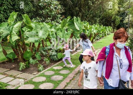 Bogota Kolumbien,Engativa Calle 63 Jardin Botanico de Bogota¡ Jose Celestino Mutis Botanischer Garten,Elephant Ear Colocasia esculenta Tropical Exhibit e Stockfoto