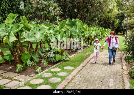 Bogota Kolumbien,Engativa Calle 63 Jardin Botanico de Bogota¡ Jose Celestino Mutis Botanischer Garten,Elephant Ear Colocasia esculenta Tropical Exhibit e Stockfoto