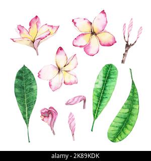 Rosa Plumeria Blumen auch als Frangipani bekannt. Zarte abstrakte Stil Aquarell Illustrationen Set. Perfekt für Karten und Einladungen. Stockfoto