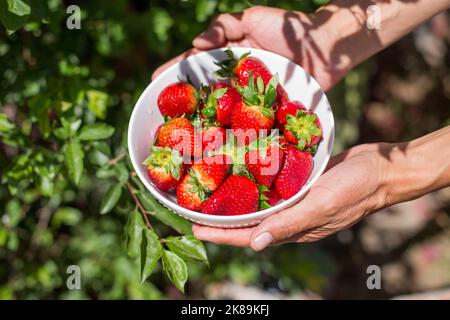 Hände mit einer Schüssel voller Erdbeeren. Gesunde Ernährung Konzept, Früchte. Stockfoto