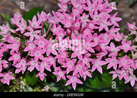 Rosafarbene ägyptische Sternhaufen (Pentas lanceolata) blühen in einem Gartenbett. Afrikanische blühende Pflanze in der Familie der Madder Rubiaceae. Stockfoto