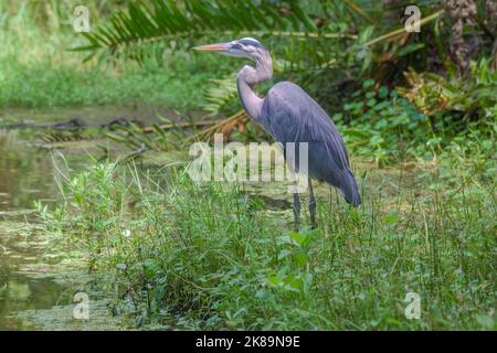 Großer Blaureiher steht im Florida Sumpf Stockfoto