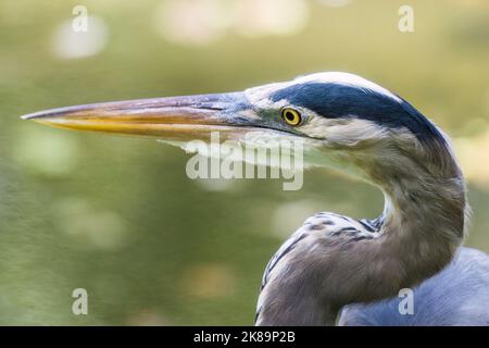 Great Blue Heron Close-up-Kopfaufnahme mit selektivem Fokus auf das Auge Stockfoto