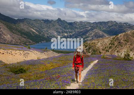 WA22470-00...WASHINGTON - Wanderer auf dem Loowit Trail der Loowit Trail liegt an den Flanken des Mount St. Helens oberhalb des Spirit Lake und führt durch Felder aus Lupinen. Stockfoto