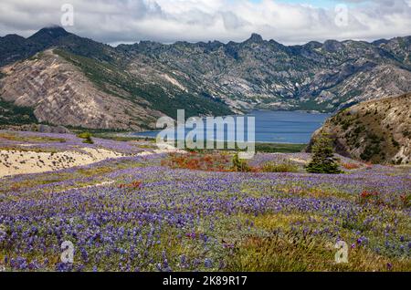 WA22472-00...WASHINGTON - von Lupinen und Pinsel bedeckte Wiesen über dem Spirit Lake vom Loowit Trail im Mount St. Helens NVM aus gesehen. Stockfoto