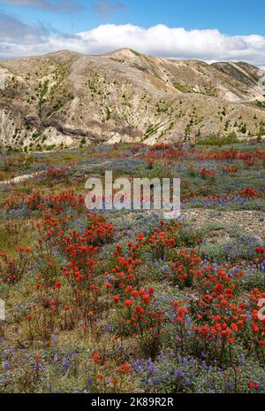 WA22475-00...WASHINGTON - der Loowit Trail durch farbenfrohe Wiesen in der Blast Zone oberhalb des Spirit Lake im Mount St. Helens National Volcanic Stockfoto