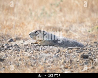 Neugieriger Schwarzschwanz-Präriehund in der Nähe seines Baus mit getrocknetem Gras im Vordergrund. Fotografiert im Graycliff Prarie Dog Town State Park in Mont Stockfoto
