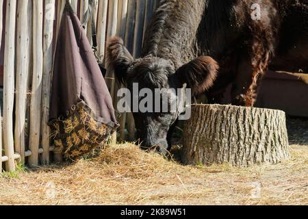 Die Belted Galloway-Kuh füttert und streift in der Scheune auf einem Ausstellungshof Stockfoto