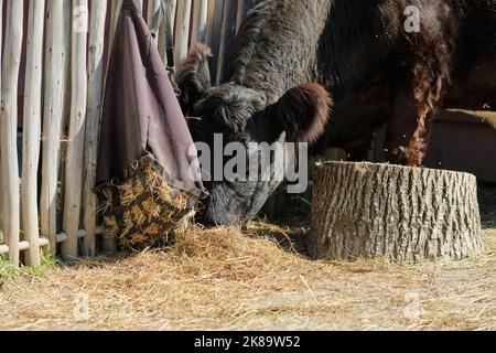 Die Belted Galloway-Kuh füttert und streift in der Scheune auf einem Ausstellungshof Stockfoto