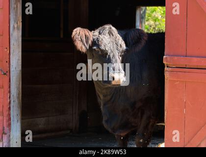 Die Belted Galloway-Kuh füttert und streift in der Scheune auf einem Ausstellungshof Stockfoto