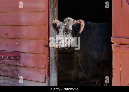 Die Belted Galloway-Kuh füttert und streift in der Scheune auf einem Ausstellungshof Stockfoto