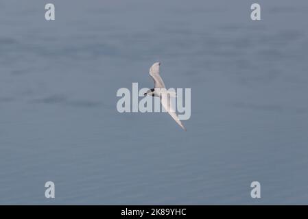 Schnurrseeschwalbe, Chlidonias hybrida. Foto aufgenommen im Stausee Vicario, Provinz Ciudad Real, Spanien Stockfoto