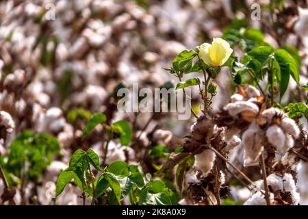 Baumwollpflanze blüht auf einem verschwommenen Hintergrund eines Feldes mit offenen Beuten. Israel Stockfoto