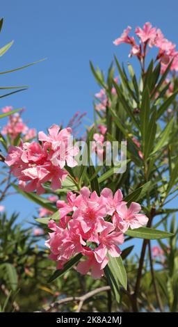 Blühende Oleander-Pflanze mit rosa Blüten im Sommer Stockfoto