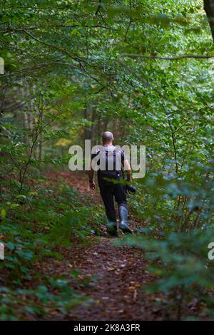 Erfahrener Wanderer, der sich auf einem Wanderweg durch einen alten, üppigen Wald schlenderte Stockfoto