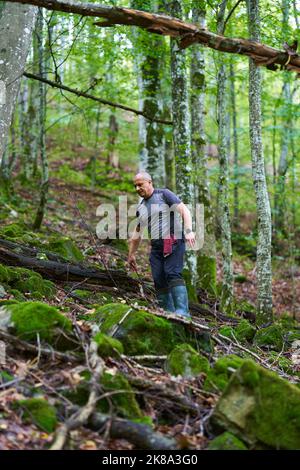 Erfahrener Wanderer, der sich auf einem Wanderweg durch einen alten, üppigen Wald schlenderte Stockfoto