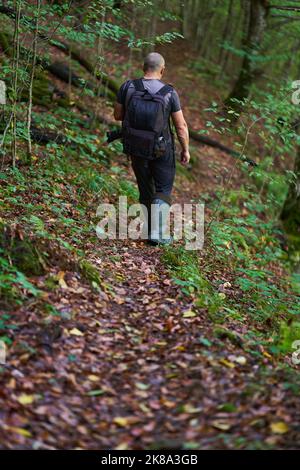 Erfahrener Wanderer, der sich auf einem Wanderweg durch einen alten, üppigen Wald schlenderte Stockfoto