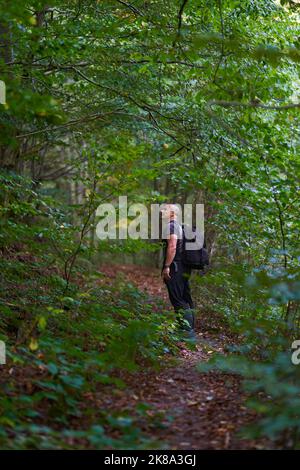 Erfahrener Wanderer, der sich auf einem Wanderweg durch einen alten, üppigen Wald schlenderte Stockfoto