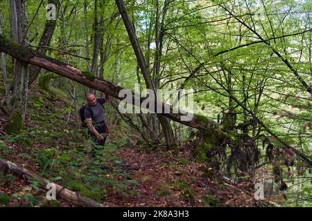 Erfahrener Wanderer, der sich auf einem Wanderweg durch einen alten, üppigen Wald schlenderte Stockfoto