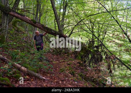 Erfahrener Wanderer, der sich auf einem Wanderweg durch einen alten, üppigen Wald schlenderte Stockfoto