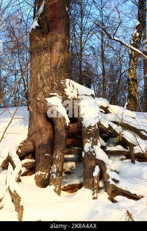 Eine alte Kiefer mit kraftvollen Wurzeln, die auf einem Hang wächst, der von weißem Schnee umhüllt ist, eine Winterwaldlandschaft Stockfoto