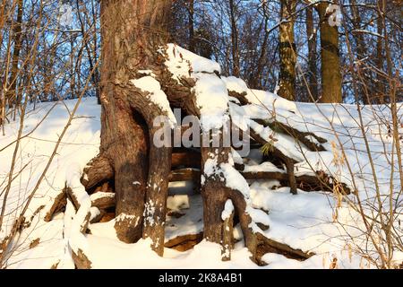 Eine alte Kiefer mit kraftvollen Wurzeln, die auf einem Hang wächst, der von weißem Schnee umhüllt ist, eine Winterwaldlandschaft Stockfoto