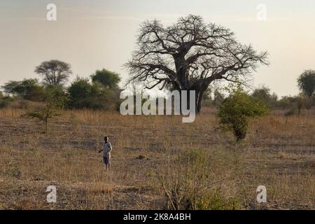 Tarangire, Tansania - 12.. Oktober 2022: Ein Junge und ein Baobab-Baum in der afrikanischen Savanne im Morgengrauen. Stockfoto