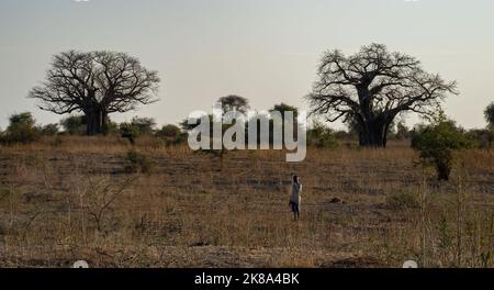 Tarangire, Tansania - 12.. Oktober 2022: Ein Junge und zwei Baobab-Bäume in der afrikanischen Savanne im Morgengrauen. Stockfoto