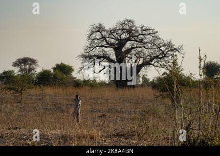 Tarangire, Tansania - 12.. Oktober 2022: Ein Junge und ein Baobab-Baum in der afrikanischen Savanne im Morgengrauen. Stockfoto