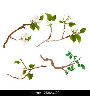 Ast verschiedene Zweige Zweig Apfelbaum und Busch vintage Hand zeichnen Vektor-Illustration Stock Vektor