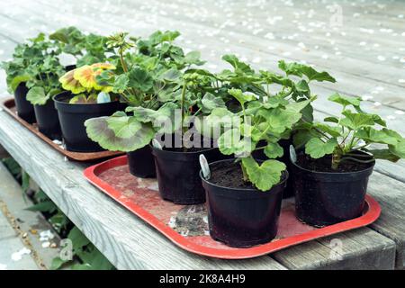 Schwarze Kunststofftöpfe mit Keimlingen aus Geranium-Pelargonium-Blüten auf roten Tabletts auf der Holzterrasse am Frühlingstag. Vorbereiten von Pflanzen für die Pflanzung oder Stockfoto