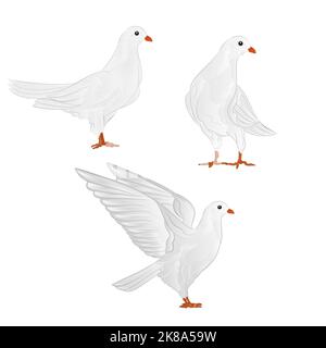Träger weiße Tauben inländischen Rassen Sport Vögel vintage set vier Vektor Tiere Illustration für Design Handzeichen Stock Vektor